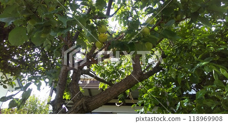 我們即將收穫的大李子 118969908