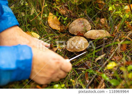 Mushroom picking. The forester collects mushrooms in the forest. Harvesting wild mushrooms. Hike to forest park  118969964
