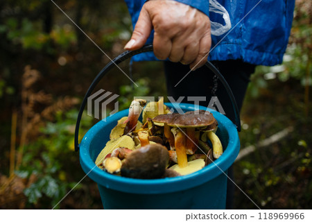 Woman with mushrooms in plastic basket in autumn forest. Harvesting edible mushroom in woodland. Fall season 118969966