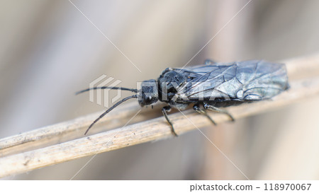 dolerus fly on grass macro closeup dolerus fly on grass macro closeup 118970067