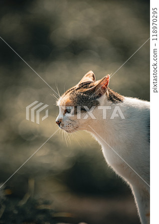 Cool cat Cool cat 118970295