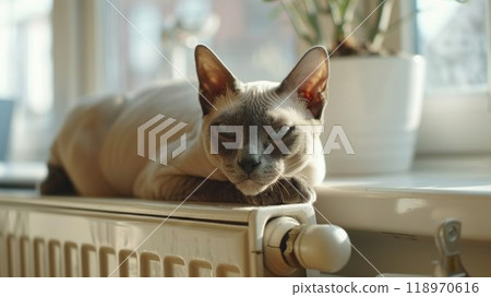 A shorthair Peterbald cat lounging on a white radiator by the window. Heating Season, pet comfort 118970616