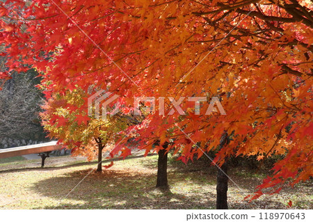 Beautiful autumn leaves in the park Beautiful autumn leaves in the park 118970643