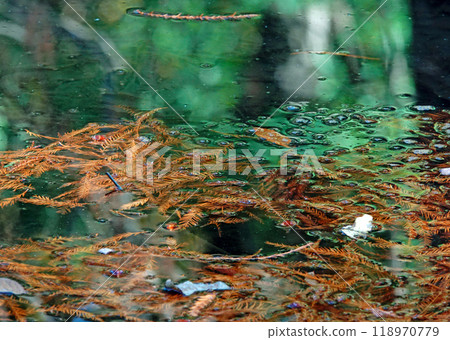 Autumn water surface 118970779