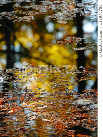 Autumn water surface 118970780