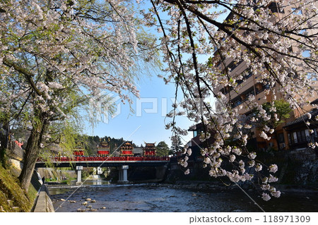 Takayama City, Gifu Prefecture, Japan, Spring Takayama Festival, Cherry blossoms in full bloom and food stalls crossing Nakabashi Bridge, beautiful fresh greenery, blue sky and Miyagawa River 118971309