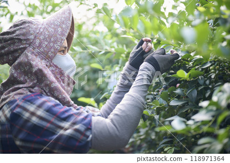 一名婦女在藍莓農場採藍莓 118971364