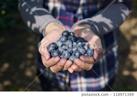 在藍莓農場採摘藍莓的婦女的手 在藍莓農場採摘藍莓的婦女的手 118971389
