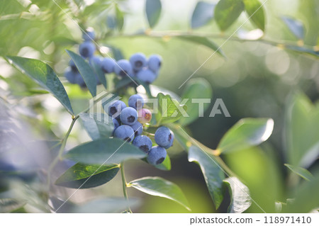 種植藍莓果實 118971410