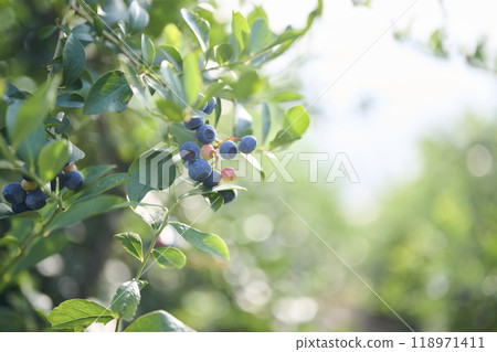 種植藍莓果實 118971411