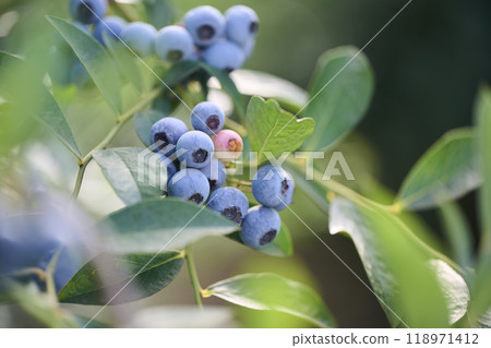 種植藍莓果實 118971412