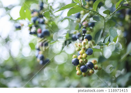 種植藍莓果實 118971415