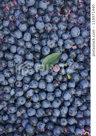 籃子裡收成的藍莓 118971440
