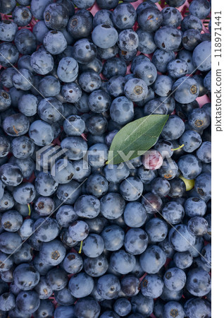 籃子裡收成的藍莓 118971441