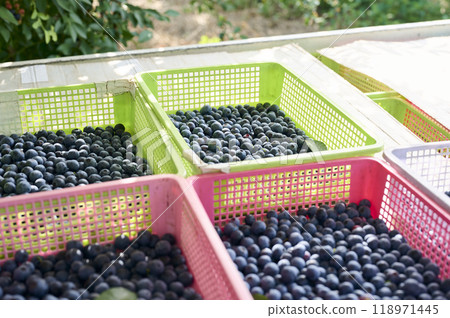 Harvested blueberries in a basket 118971445