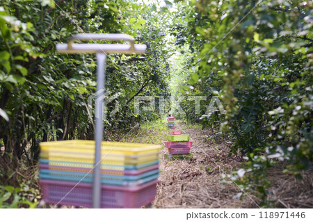 A view of a farm full of ripe blueberries A view of a farm full of ripe blueberries 118971446