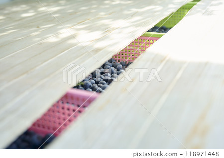 Harvested blueberries in a basket 118971448