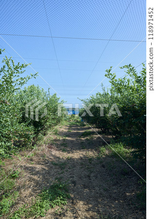 滿是藍莓的農場的風景 118971452