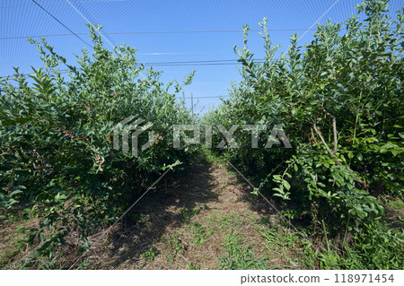 滿是藍莓的農場的風景 118971454
