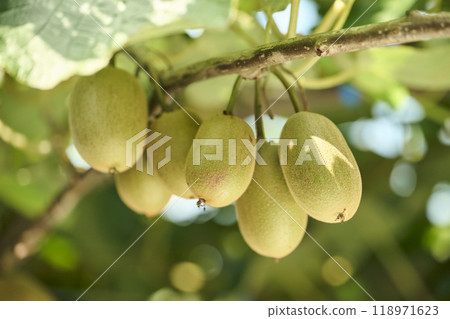 Scenery of a kiwi farm close to harvest 118971623