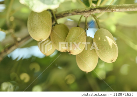 Scenery of a kiwi farm close to harvest 118971625