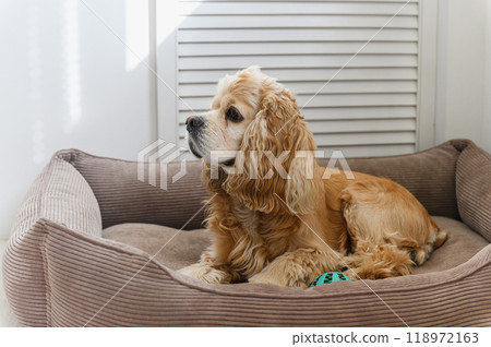 American Cocker Spaniel lying in his dog bed. 118972163