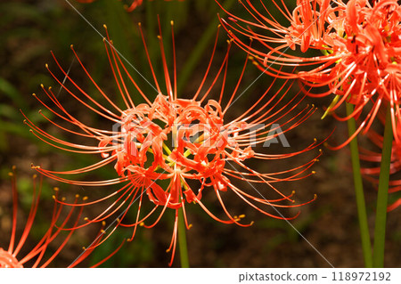 Cluster amaryllis 118972192