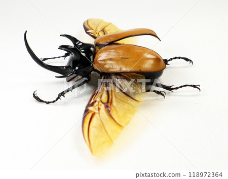 A close-up view of a striking golden rhinoceros beetle Eupatorus gracilicornis showcasing its vibrant colors and intricate wing patterns while resting on a flat surface 118972364