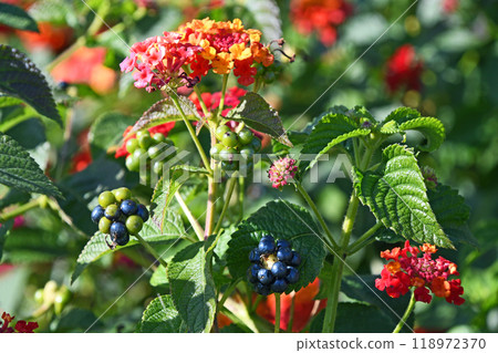 馬纓丹與水果 118972370