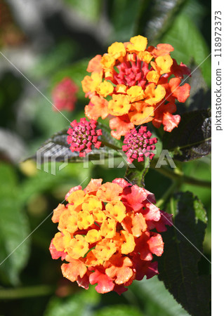 Lantana 118972373