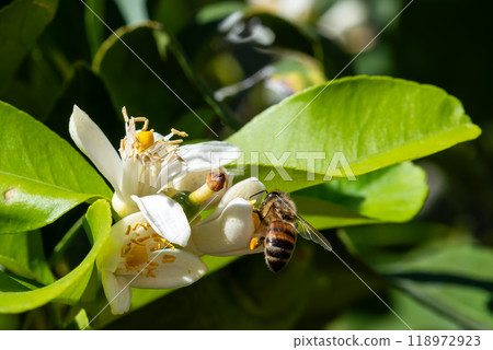 Pollinating bee among lemon blossoms. Animals, insects. 118972923