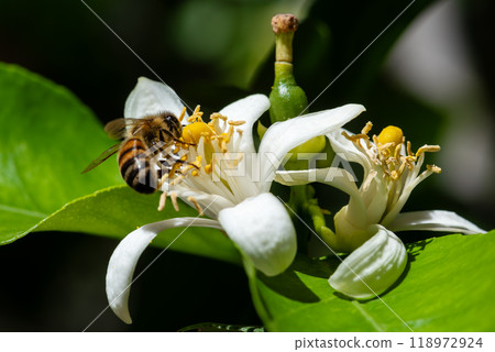 Pollinating bee among lemon blossoms. Animals, insects. Pollinating bee among lemon blossoms. Animals, insects. 118972924