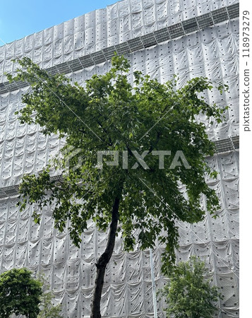 建築物前的樹 建築物前的樹 118973279