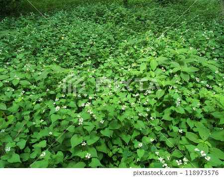 初夏森林旁的 Dokudami 花盛開 118973576