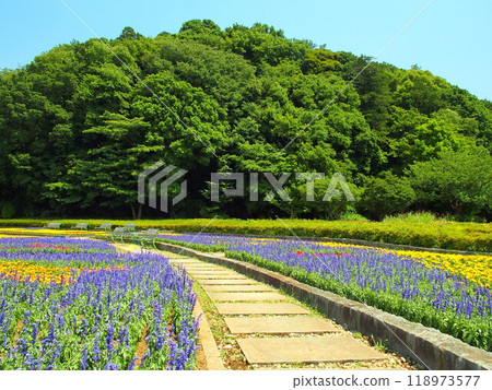 21st Century Forest and Square Scenery in Early Summer with a Flowerbed of Blue Salvia 118973577