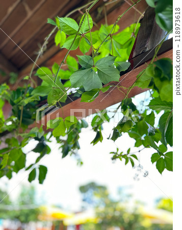 Close-up of vibrant green vines climbing a wooden structure under a sunny sky. Serene essence of nature in an outdoor setting. Terrace Close-up of vibrant green vines climbing a wooden structure under a sunny sky. Serene essence of nature in an outdoor setting. Terrace 118973618