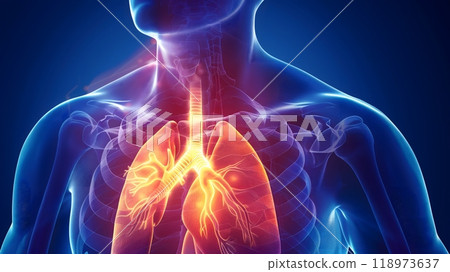 Lungs and Trachea - A digital illustration of the human upper body showing the lungs and trachea 118973637