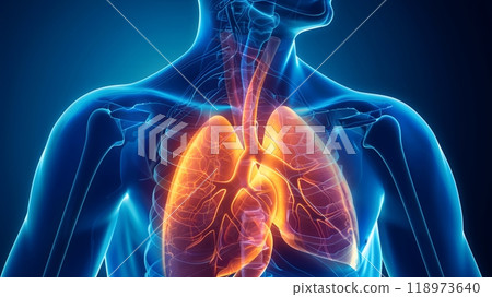 Lungs and Trachea - An illustration of the human upper body with glowing lungs and trachea in orange 118973640