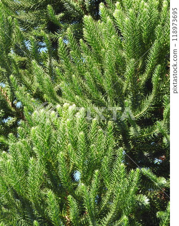Chirimatsu (also known as Monkey Puzzle) leaves Chirimatsu (also known as Monkey Puzzle) leaves 118973695