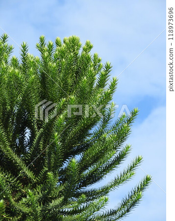 辣椒松（又稱猴子拼圖）葉 118973696