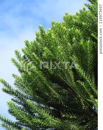 辣椒松（又稱猴子拼圖）葉 118973697