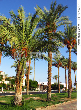 Alley of date palms in the resort city of Sharm El Sheikh.Egypt Alley of date palms in the resort city of Sharm El Sheikh.Egypt 118973718
