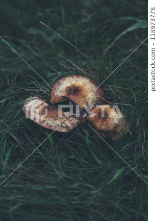 The mushroom is an umbrella, dark disc in dense grass. Autumn background The mushroom is an umbrella, dark disc in dense grass. Autumn background 118973778