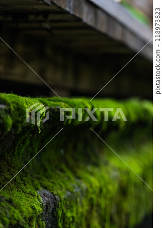The concrete bridge over the river was covered with thick, green moss. Moss 118973823