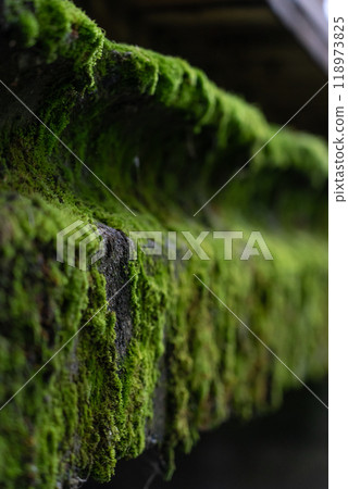 The concrete bridge over the river was covered with thick, green moss. Moss 118973825