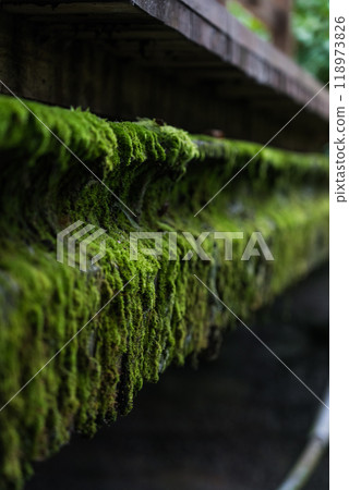 The concrete bridge over the river was covered with thick, green moss. Moss The concrete bridge over the river was covered with thick, green moss. Moss 118973826