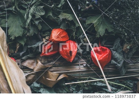 Physalis. Flowers are lanterns. Autumn background from the gifts of nature 118973837