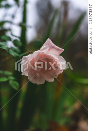 The pink rose flower is close up. Drops of water on the petals The pink rose flower is close up. Drops of water on the petals 118973857