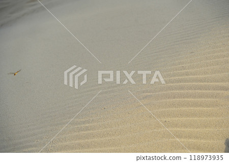Summer in Tottori Prefecture: Wind ripples and dragonflies on the Tottori Sand Dunes 118973935