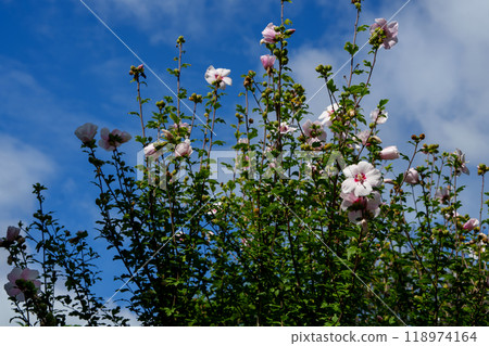 Hibiscus flowers in the blue sky 118974164